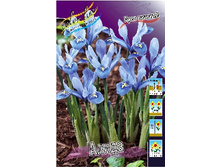 Iris reticulata Alida 51,5�. �� 10��.jpg