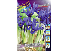 Iris reticulata Harmony 51,5�. �� 10��.jpg