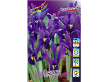 Iris reticulata Pixie 51,5�. �� 10��.jpg
