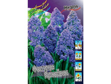 Muscari Fantasy Creation 56,6�. �� 10��.jpg