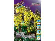 Muscari Golden Fragrance 185,3�. �� 10��.jpg