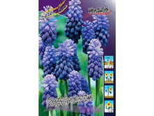Muscari latifolium 48,4�. �� 10��.jpg