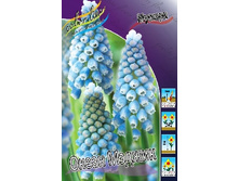 Muscari Ocean Magic 71,9�. �� 10��.jpg