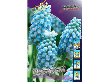 Muscari Peppermint 62,7�. �� 10��.jpg