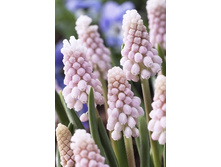 Muscari Pink Sunrise 177,6�. �� 5��.jpg