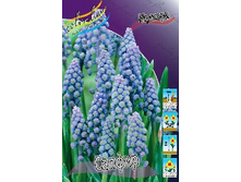 Muscari Saffier 55,5�. �� 10��.jpg