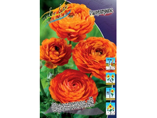Ranunculus Orange 52,5�. �� 10��.jpg