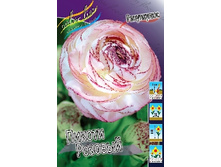 Ranunculus Picotee Pink 221,1�. �� 10��.jpg