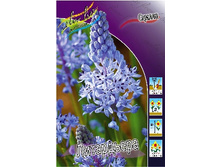 Scilla Litardierei 67,8�. �� 10��.jpg