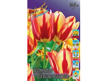 Tulipa Color Spectacle 108,7�. �� 10��.jpg