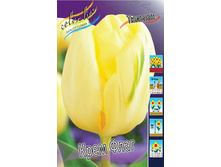 Tulipa Creme Flag 88,2�. �� 10��.jpg