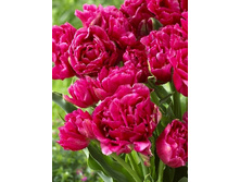 Tulipa Dazzling Magic 134,2�. �� 10��.jpg
