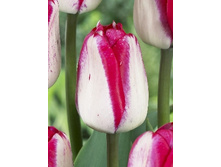 Tulipa Just Kissed 129,1�. �� 10��.jpg