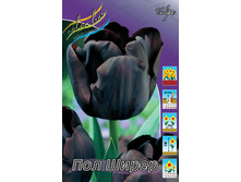 Tulipa Paul Scherer 93,3�. �� 10��.jpg