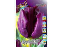 Tulipa Purple Lady 90,3�. �� 10��.jpg