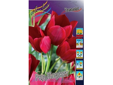 Tulipa Red Georgette 93,3�. �� 10��.jpg