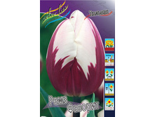 Tulipa Rems Favourite 129,1�. �� 10��.jpg