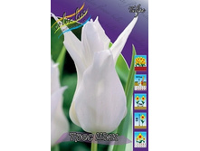Tulipa Tres Chic 93,3�. �� 10��.jpg