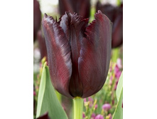 Tulipa Vincent van Gogh 124�. �� 10��.jpg