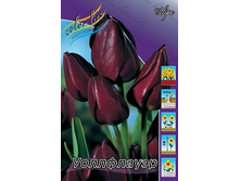 Tulipa Wallflower 124�. �� 10��.jpg