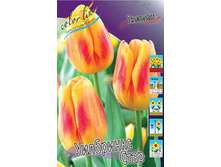 Tulipa Wilbrinks Star 93,3�. �� 10��.jpg