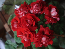 Vectis Rosebud �����������