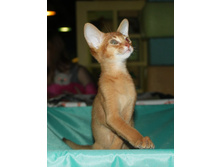 ����������� 450.jpg