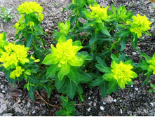 ������� ��������������