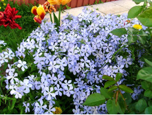 ����� ��������.