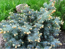 ��� ������ �������