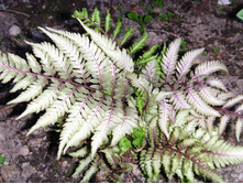 ��������  ������?