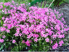 ����� ����������