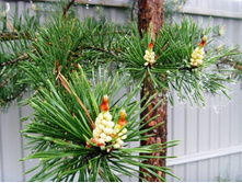 ����� ����� ������������