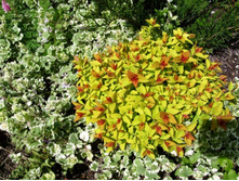 ������ �������� ���� ����� � ��������� �����