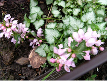 ������� �������