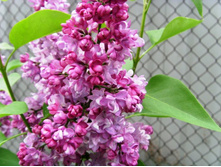 ������ �������� ���������