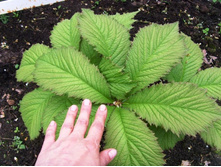 ��������� ������ ��������