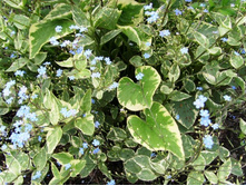 �������� \'Hadspen Cream\' 