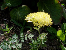 ����������� �� ������� �������� ����� ����.JPG