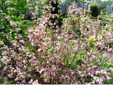 ������� ������.JPG