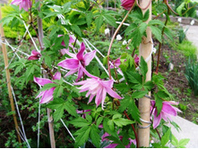 �������� �������� ���� (Markham’s Pink)