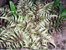 ������ ��������� �����.JPG