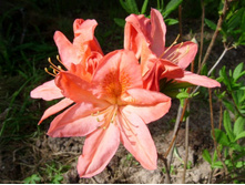 �����5 �������� ���������.JPG