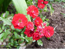 ���� ��� ����.JPG