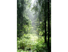 ����� �������