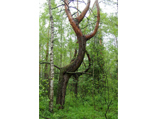 �������� ����