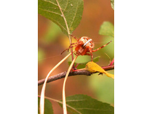 ������� ����������