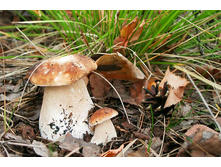 ������ ���� ��������...