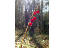 ������ �����