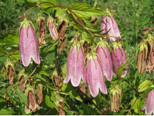 � ��� �������� ������������, ������� ����� �� �����...��� ����� ���������)